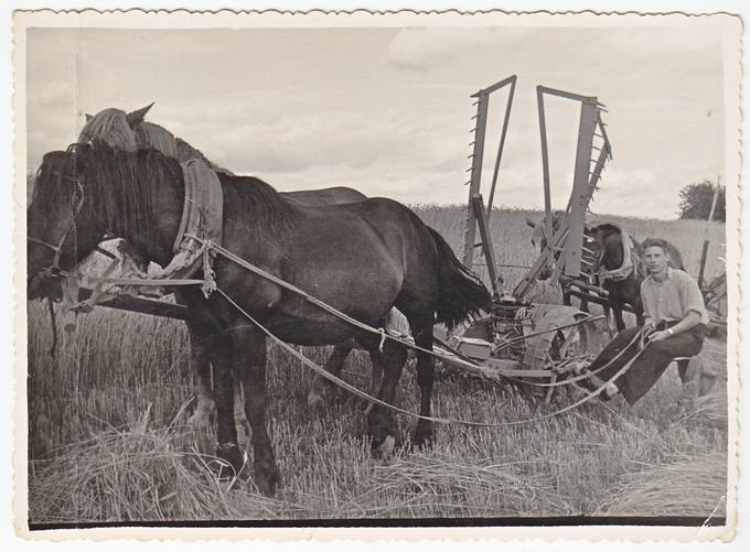 Juozapas Mikalajūnas pjauna žieminius kviečius, 1955 m. 